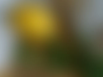 A-recipe-for-strong-Blood-vessels-increased-uric-acid-a-healthy-Heart-and-Liver