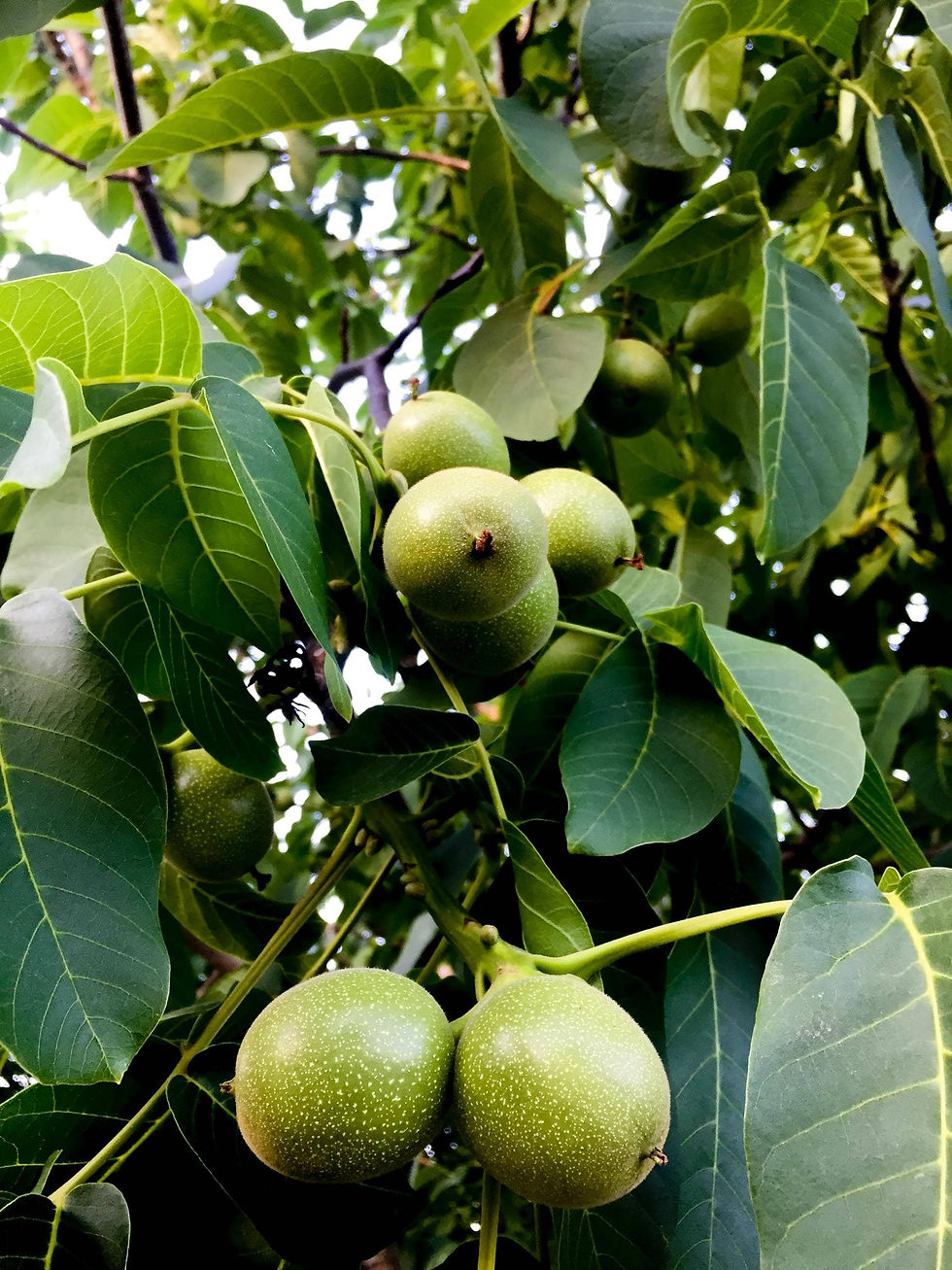 natural-liquer-brandy-for-thyroid-recipe