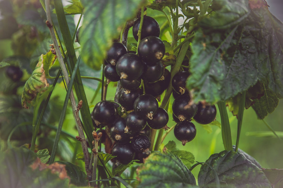 black-elder-flower-with-leaves