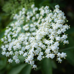 Elder Flower Plant
