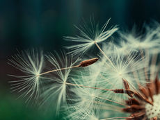 Dandelion and its use in Various Diseases