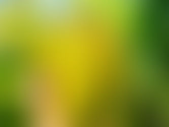 Graviola Plant that Cures Cancer and Strengthens Immunity