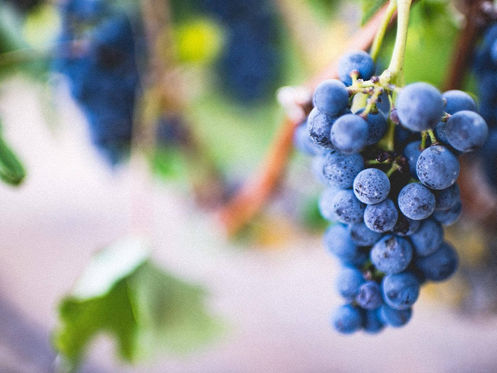 Grape Seeds Protect our Cells from Damage