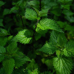 Nettle tea for Cleansing the Body
