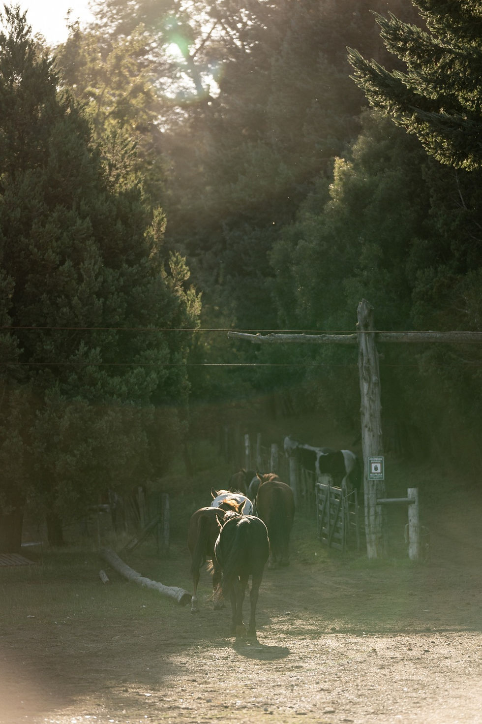 Miniatura: CABALGATA TOM WESLEY