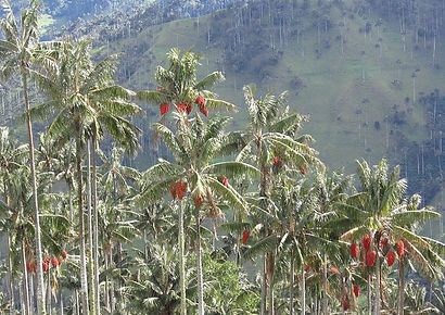800px-La_Carbonera_09.JPG