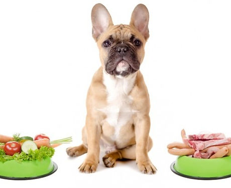 alimentos-caes.jpg