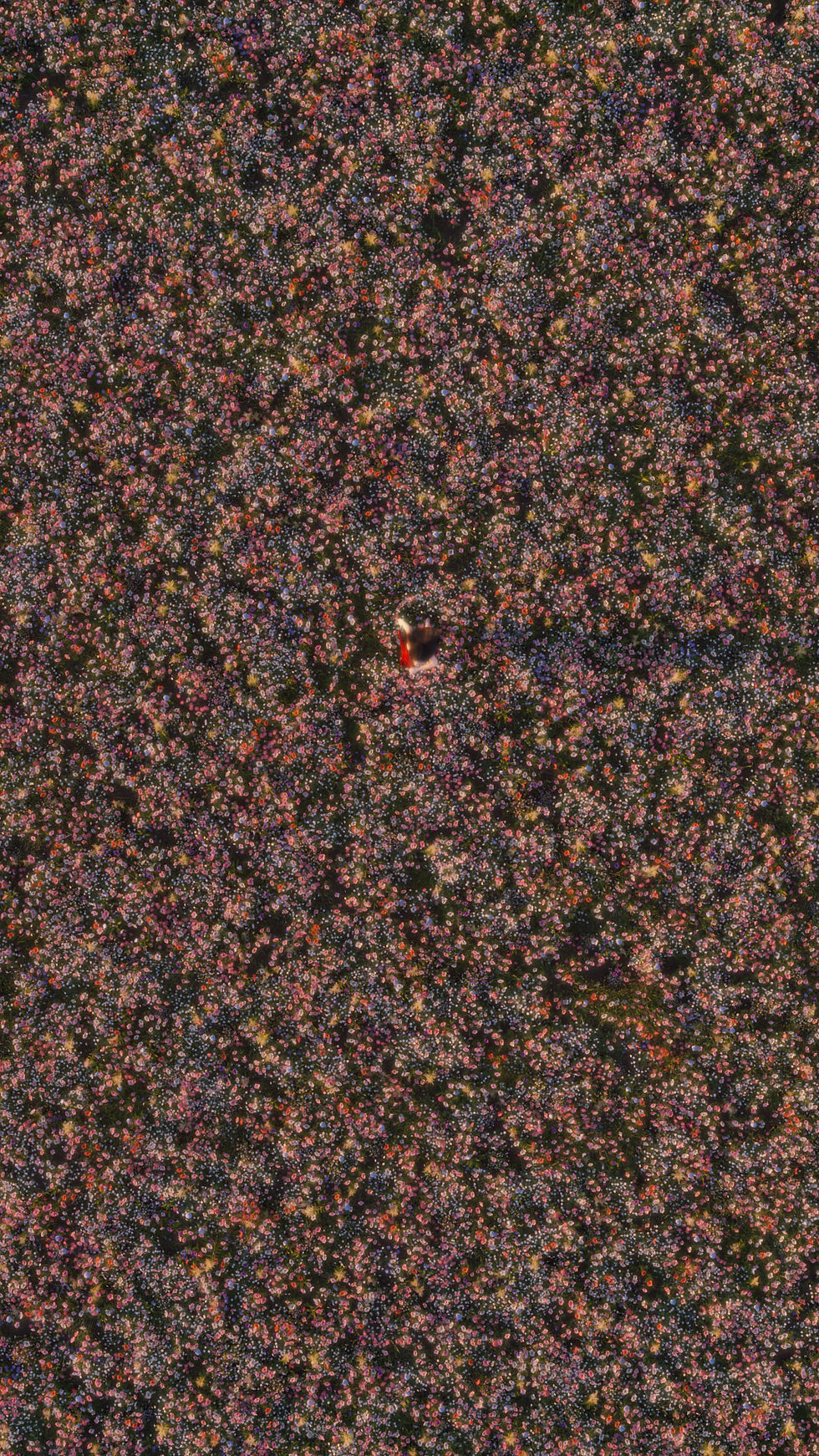 Florescence (0-00-08-09)_edited.jpg