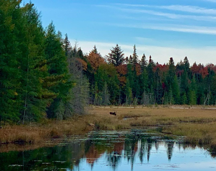 A moose near Sabre Elevator's northern outpost