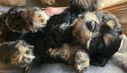 onyx puppy_edited.jpg