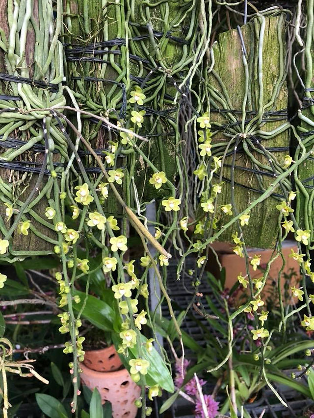 タイの花