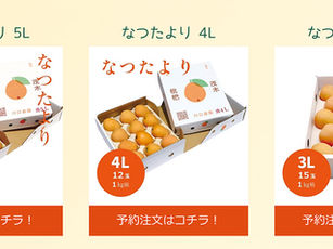 【数量限定】びわの追加予約受付を開始しました!