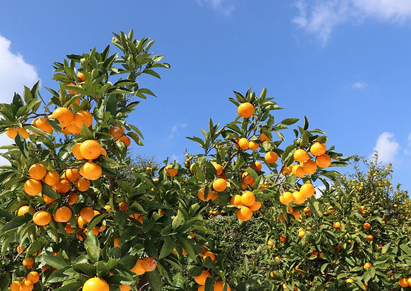mikan_img_01.jpg