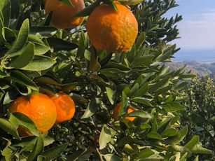 明日から2日間、勝どきで、みかん&ポンカン販売しまーす。