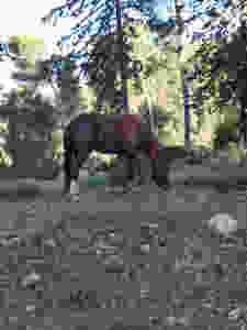 סוס מטייל באביב ביער שפר ליד מושב אמירים