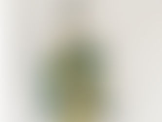 ミモザの日って?ミモザの花が愛される理由と花言葉も紹介