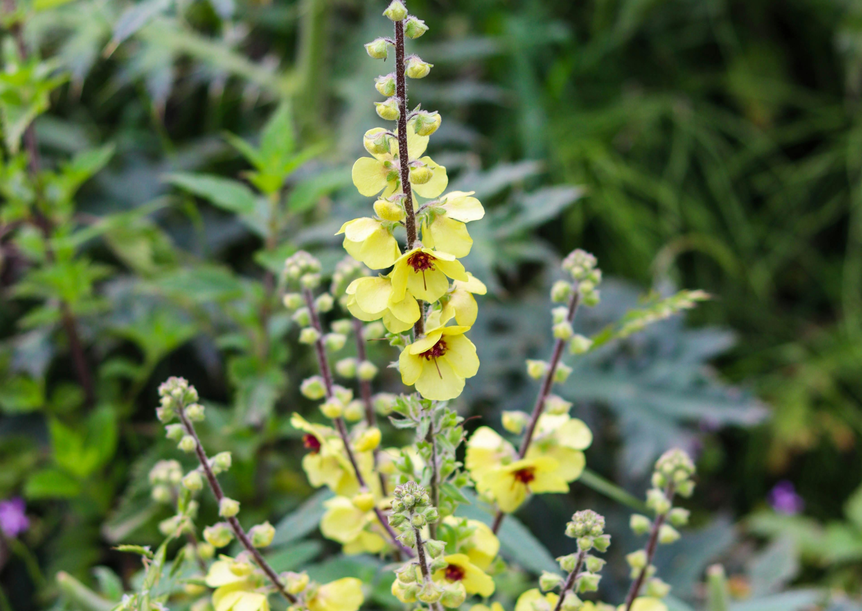 Mullein Seeds