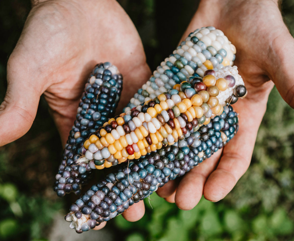 Popcorn (Glass Gem) Seeds
