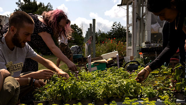 people-harvesting (1)_edited_edited_edited.jpg