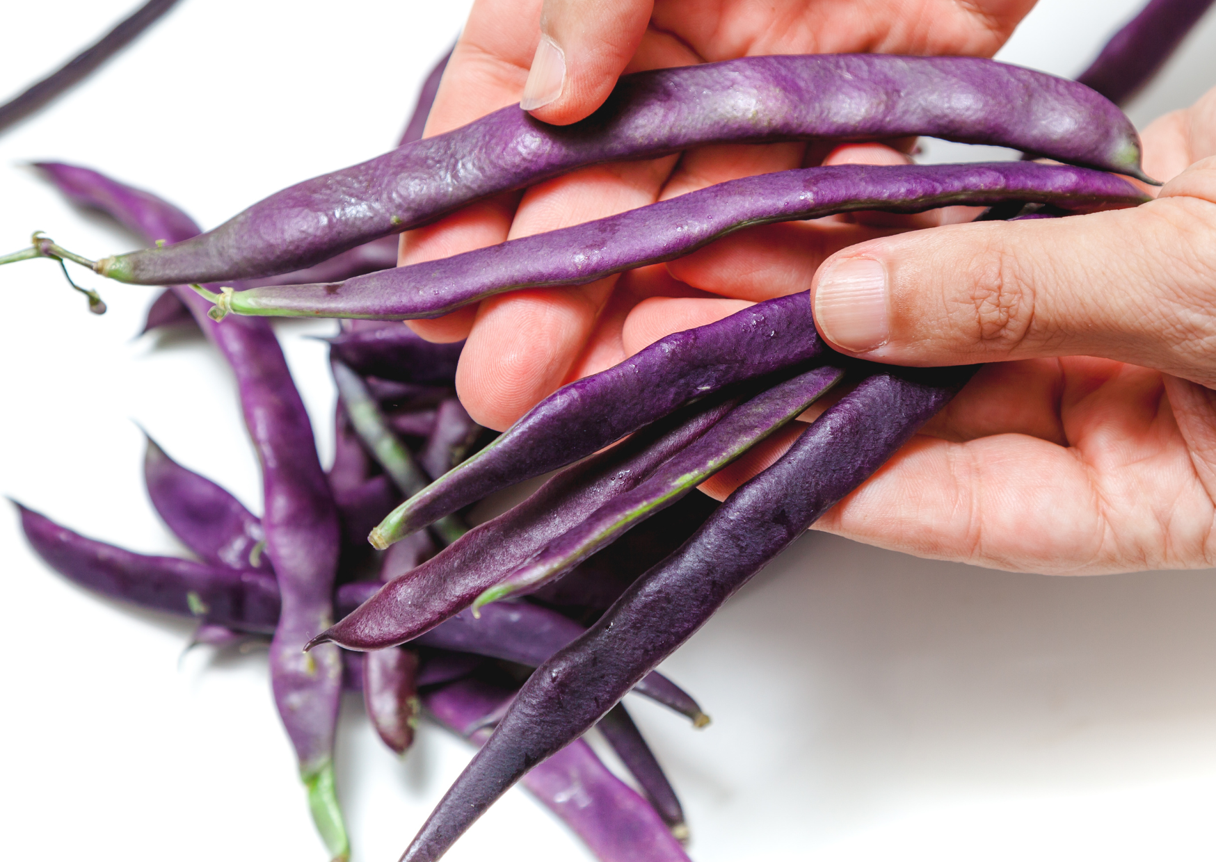 Beans (Purple) Seeds