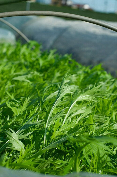 Mustard (Mizuna) Seeds