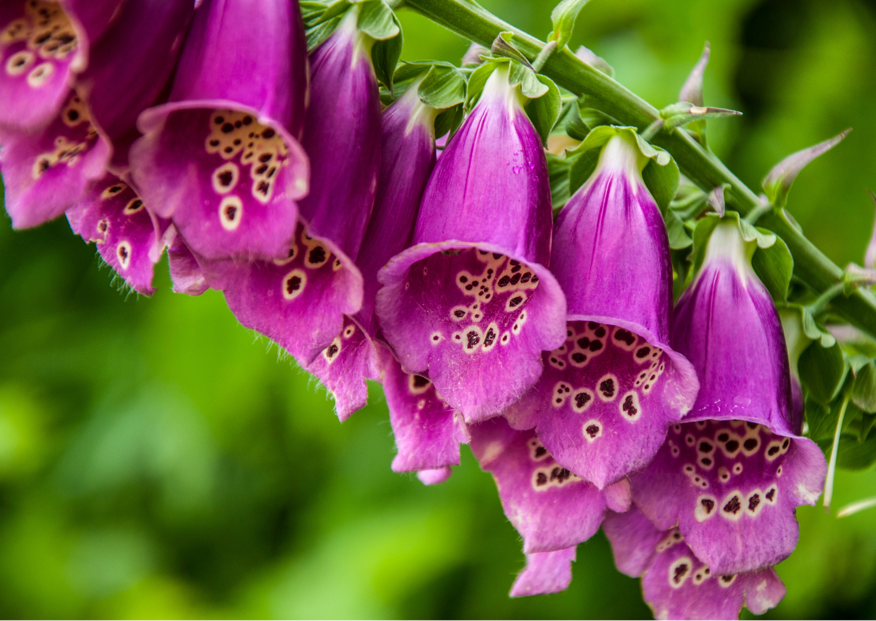 Foxglove (Mix) Seeds