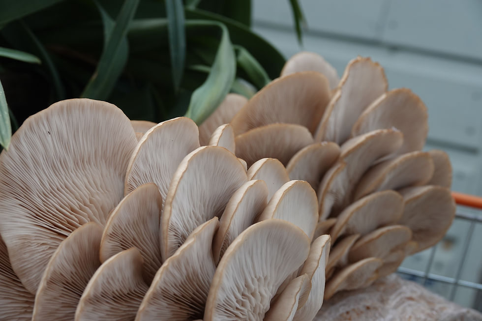 Mushroom Growing