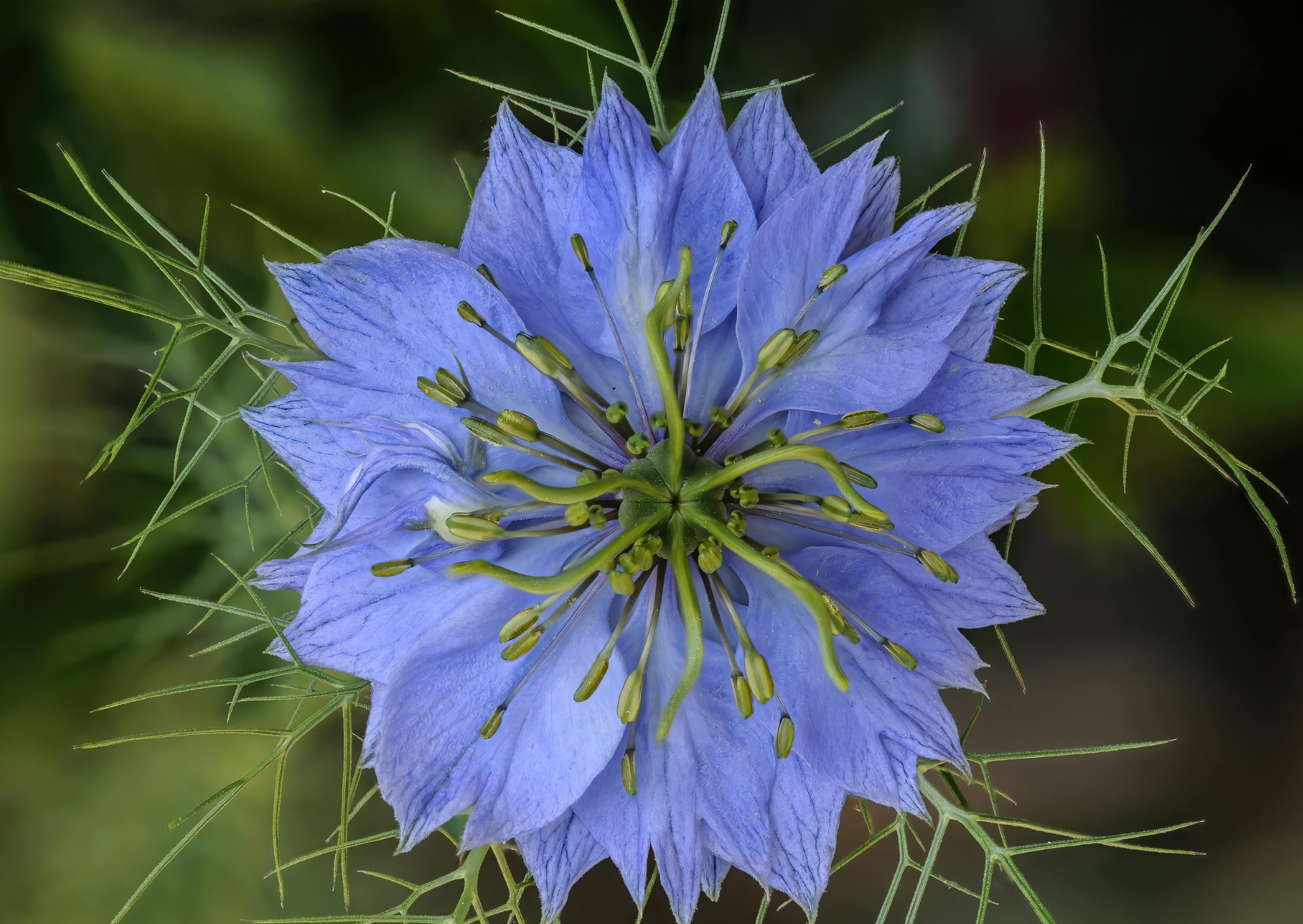Nigella Seeds