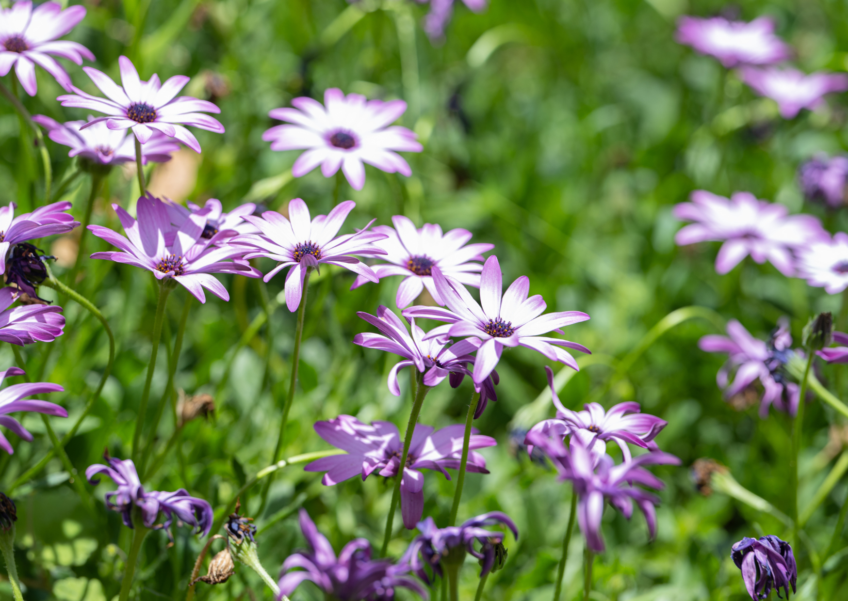 Osteospermum Seeds