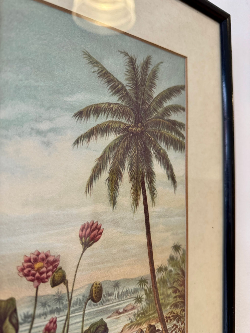 Miniatura: Vintage Print of Lotus Flower and Palm Tree Black Frame detail
