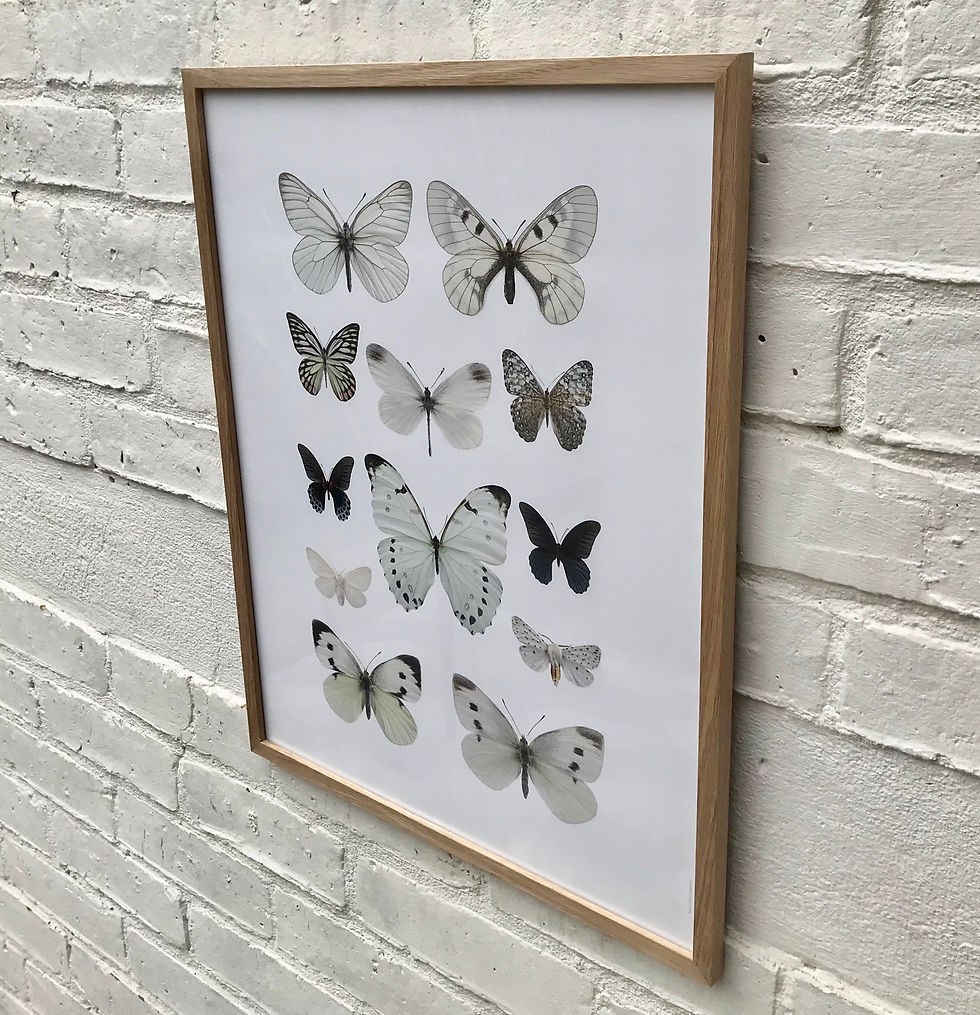 Miniatura: Butterfly Framed Photo Print Oak Frame right