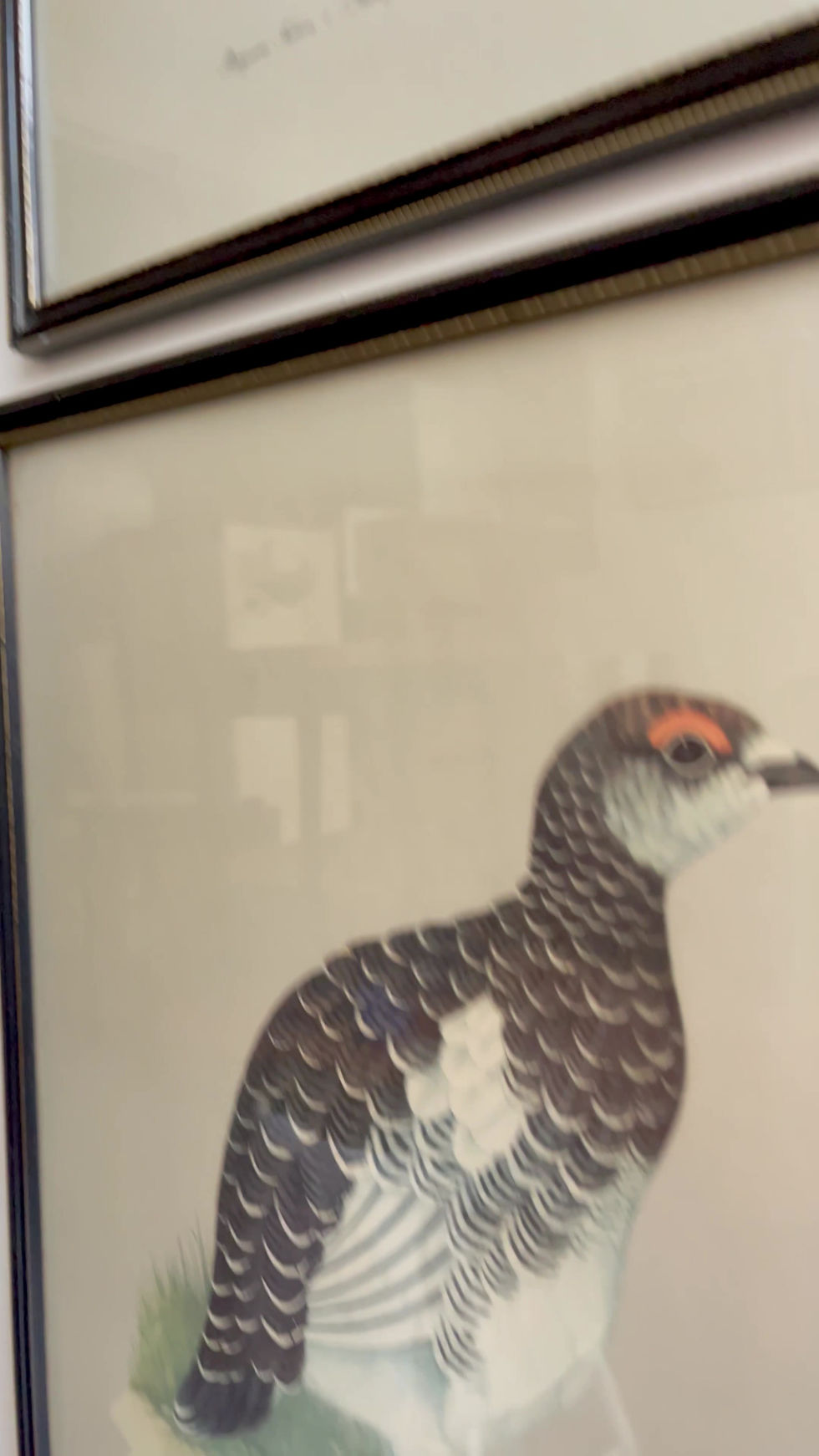 Miniatura: Set of 4 Vintage Bird Prints with Black Frames by Grant's