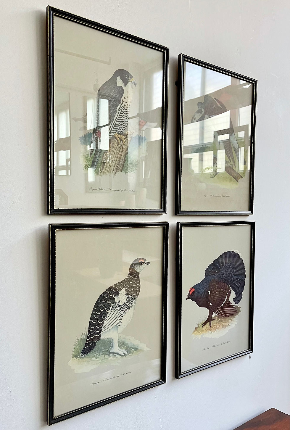 Miniatura: Set of 4 Vintage Bird Prints with Black Frames by Grant's