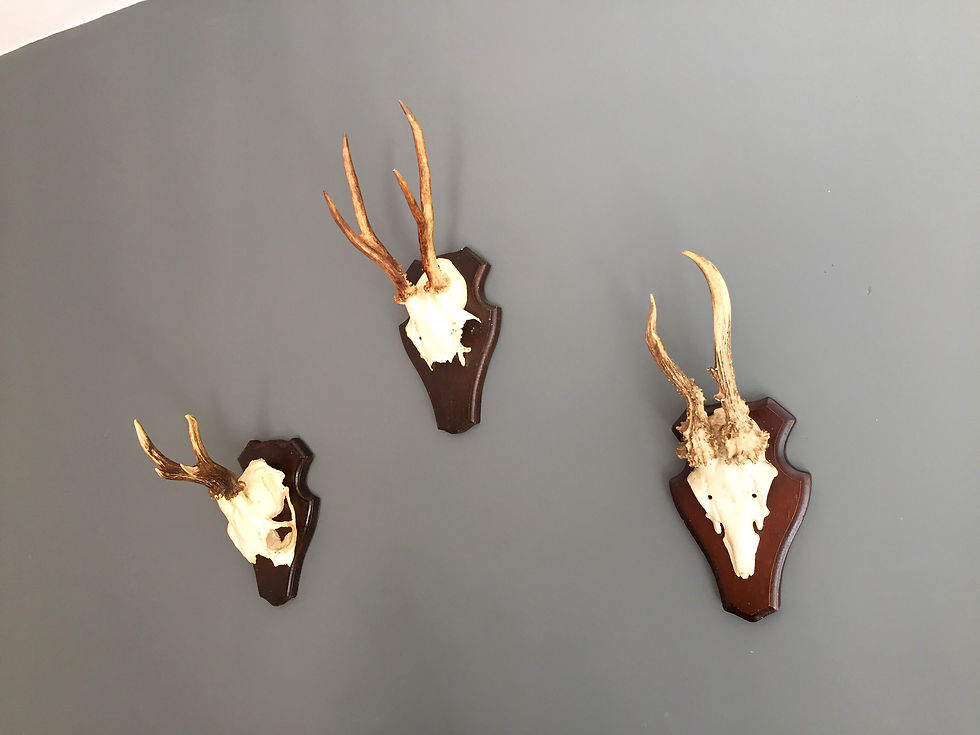 Miniature : SET OF 3 ROE DEER SKULLS