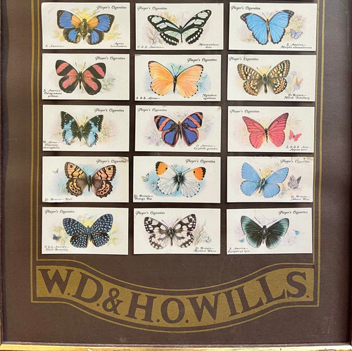 Vintage Wills Cigarette Cards Framed Picture of Butterflies