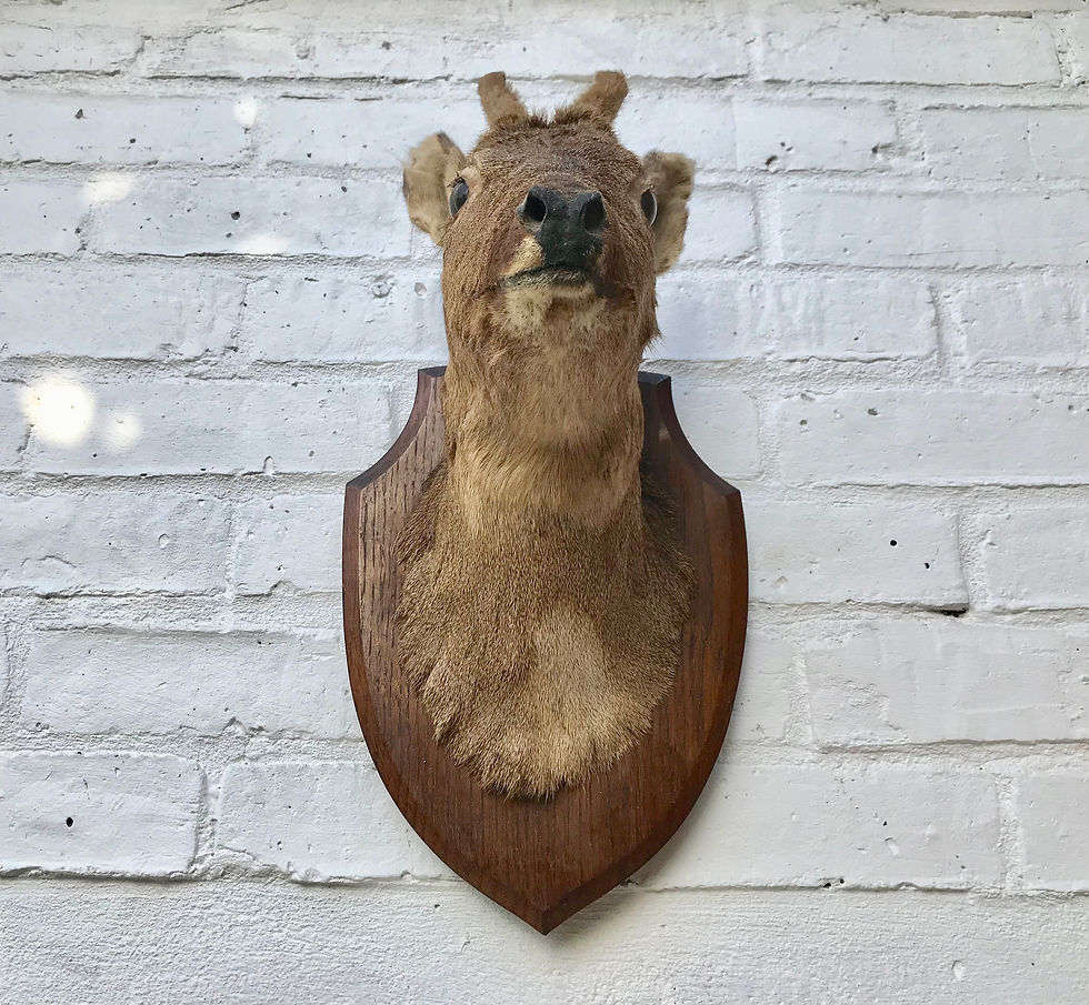 Miniature : Mounted Roe Deer Head Taxidermy #375