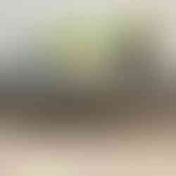 Grey vintage coffee table with books, plants, and Creating a Timeless Home Office.