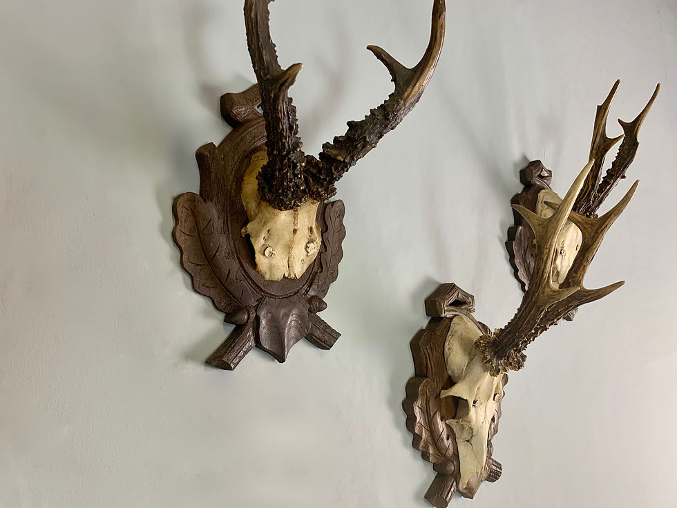 Thumbnail: Set of 3 Mounted Roe Deer Antlers Horns #927