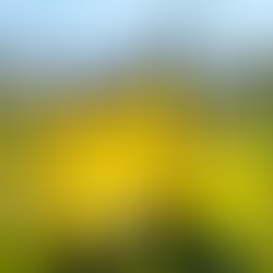 NON LIBÉRATION DE JOUEURS POUR LA COUPE DU MONDE U20