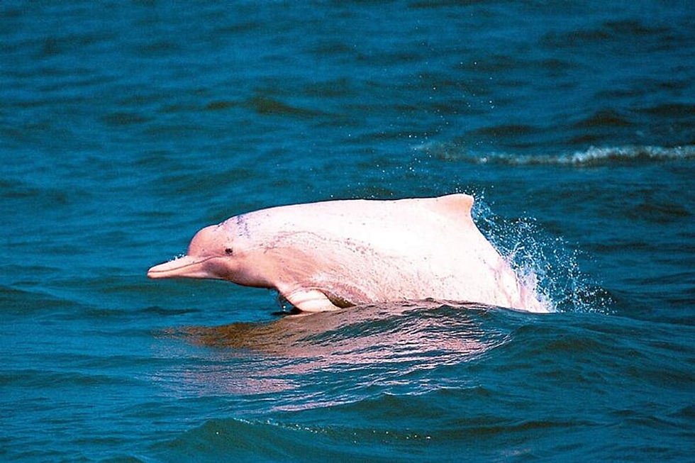 Dolphin Spotting Khanom