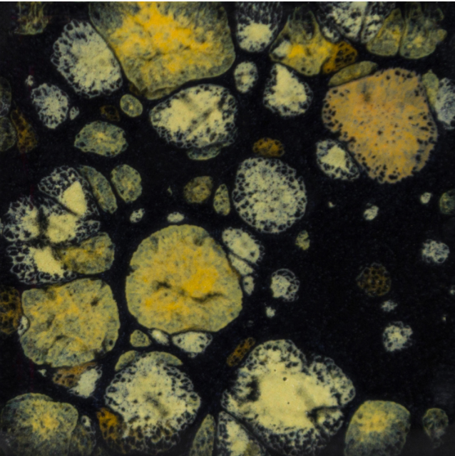 CG798 Black Iris 118 ml