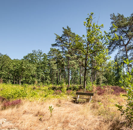 Kesselseheide.jpeg