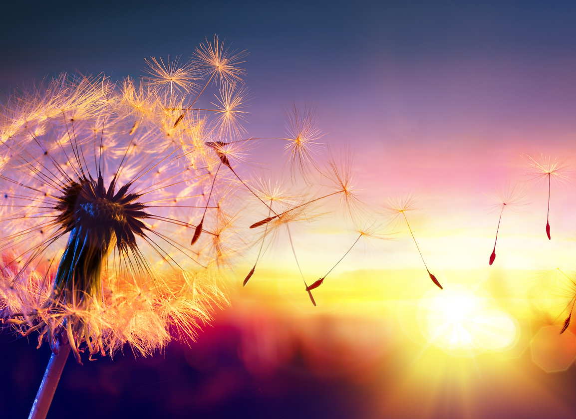 dandelion blowing in wind, sunset in background.jpg
