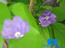 Flores