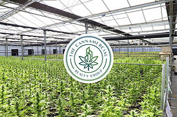 cannamercial.jpg