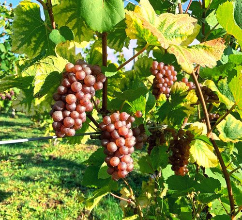 DOG WOOD 2024 750ml | Akasakavineyard