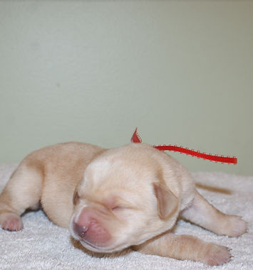 Yellow lab puppy one day old