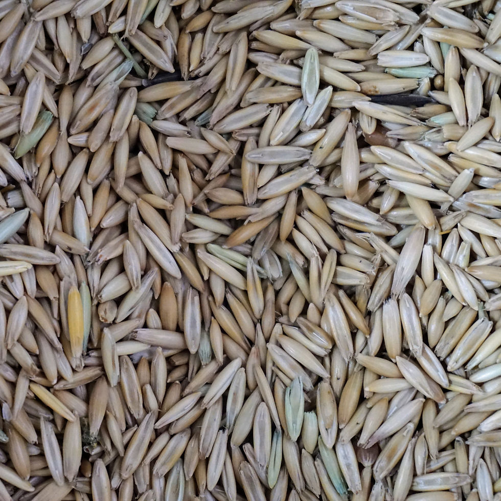 Close-up of a pile of beige, unprocessed oat grains. No visible text or background. The image conveys a natural, earthy vibe.