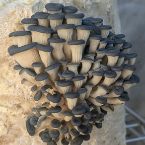 Oyster Mushrooms: A Versatile Genus with Powerful Benefits