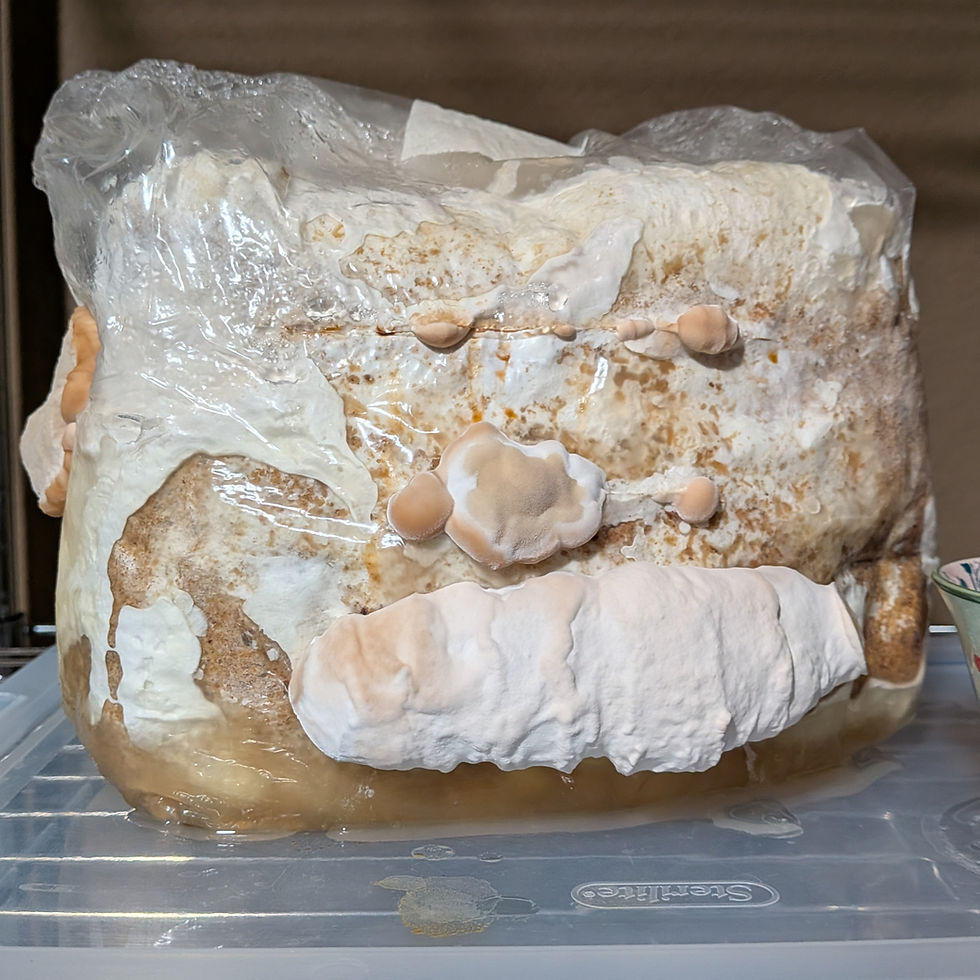 A Curious Tale About a Polypore